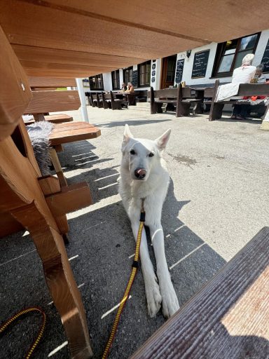 Buddy entspannt im Biergarten