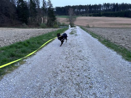 Buddy und Welpe Fonsy beim Gassi