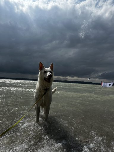 Gassi-Runde Starnbergersee