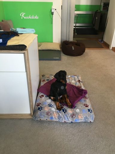 Platzzuweisung Welpenalter