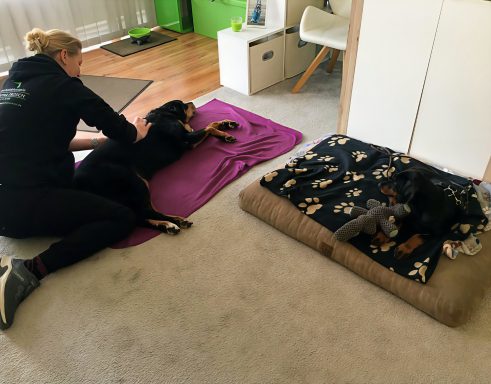 Als Welpe dabei sein und ruhen