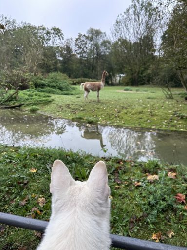Ausflug Tierpark Hellabrunn