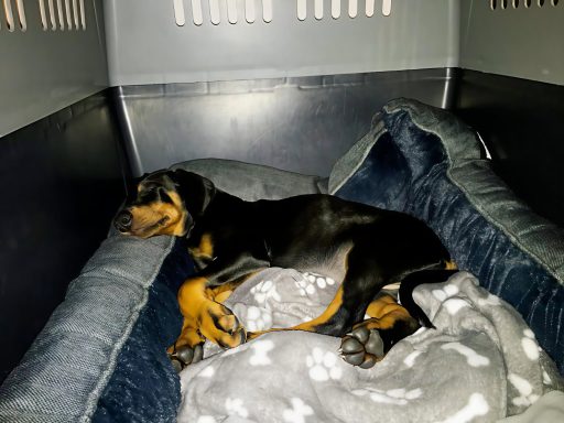 Ruhen im Welpenalter