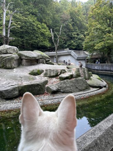 Ausflug Tierpark Affen