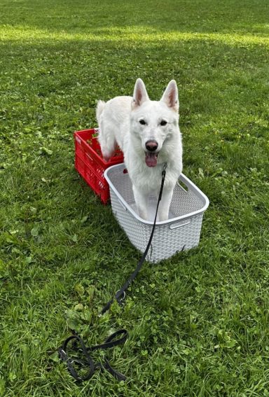 Buddy im Korb