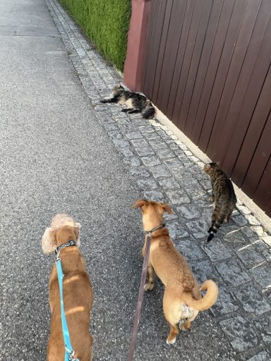Gassi-Runde mit Katzen