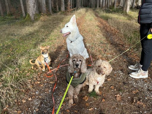 Social Walk Waldrunde