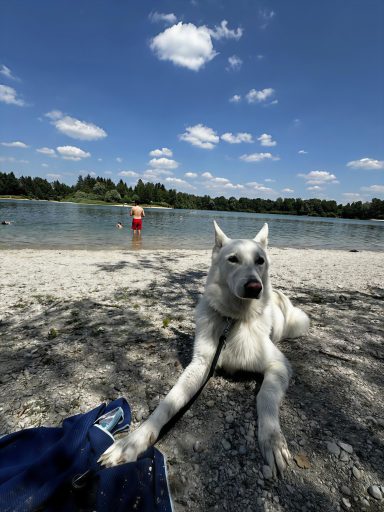 Buddy am See