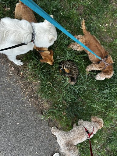 Fokus schnüffeln um Katze