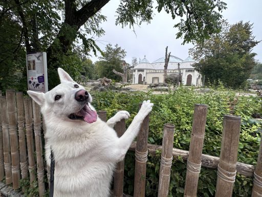 Ausflug Tierpark Elefanten