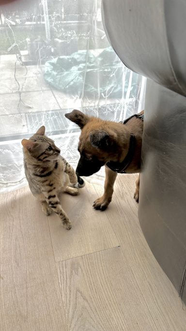 Welpe lernt Katze kennen